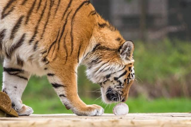 Tigers enjoy ice cream in the heatwave