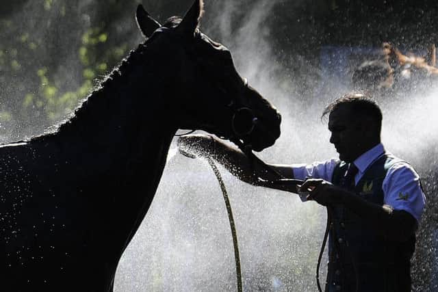 A horse gets washed down. Picture by:  Malcolm Wells