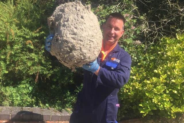 One of the giant nests
