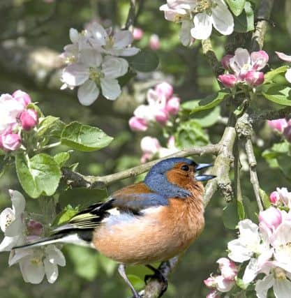 A chaffinch in full song Picture: Robert Wilms