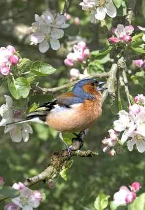 A chaffinch in full song     	           Picture: Robert Wilms
