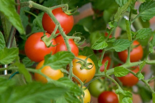 Shading, feeding and a regimented watering regime will help grow tomatoes like these.