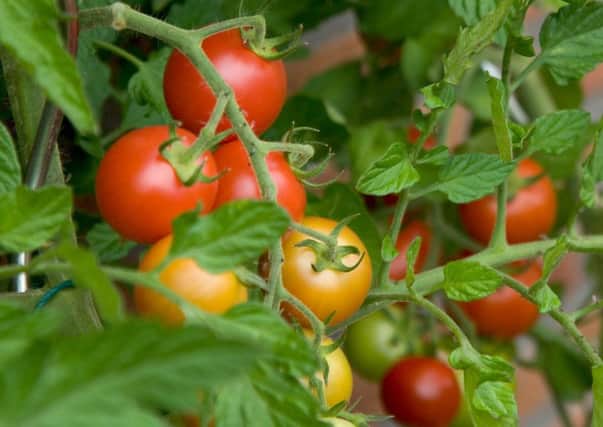Shading, feeding and a regimented watering regime will help grow tomatoes like these.
