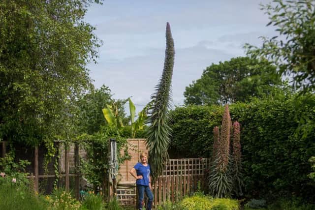 The 16ft flower