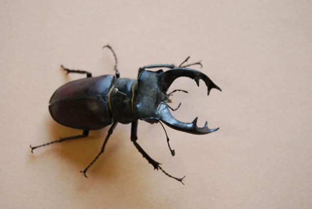 RARE The stag beetle