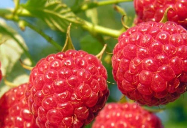Autumn Bliss raspberries