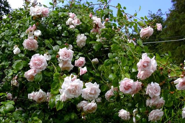 Rambling rose New Dawn - old, perfumed and rampant.