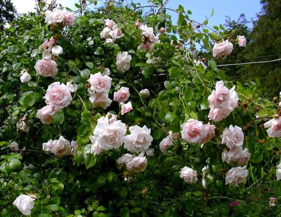 Rambling rose New Dawn - old, perfumed and rampant.