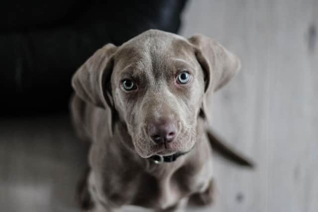 Owners need to take steps to avoid dogs being stolen