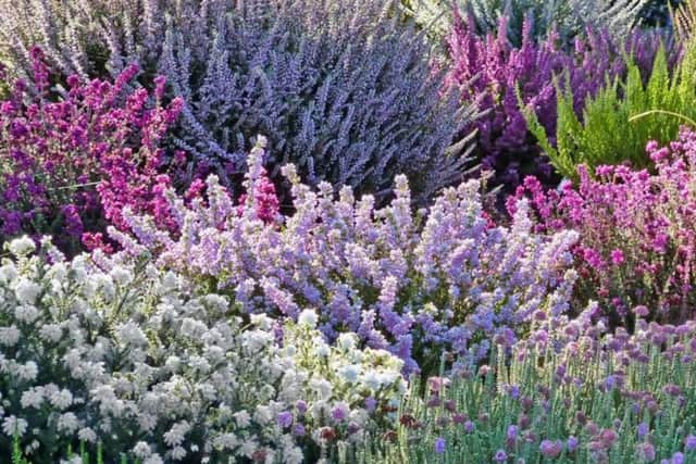 Now's the time to give your heathers some TLC so they will thrive next year