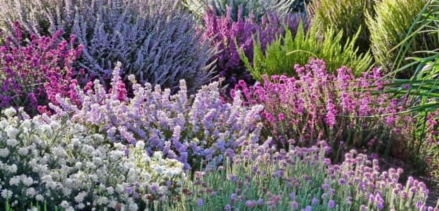 Now's the time to give your heathers some TLC so they will thrive next year