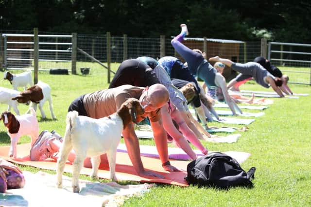 Students take part in yoga and the goats are involved in some way.