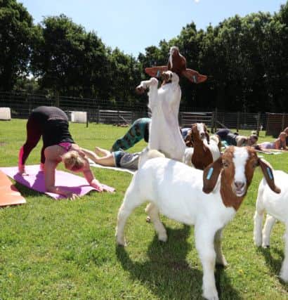 Its catching: baby goats doing yoga.