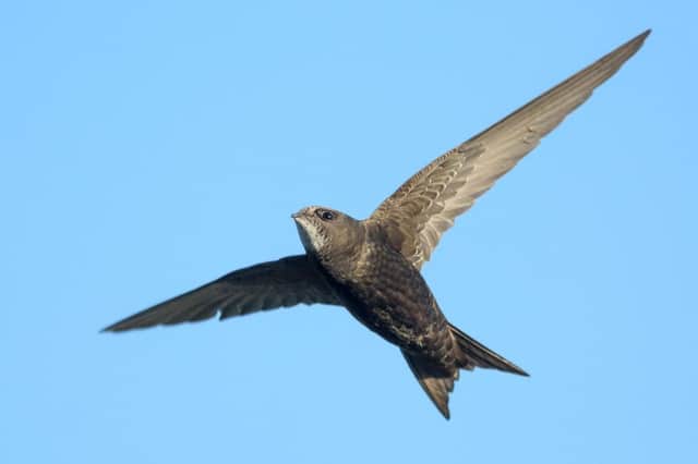 A common swift. Picture: Shutterstock