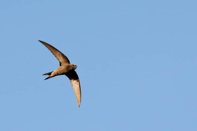 Swift numbers are dwindling in Hampshire. Picture: Doug M Dodds