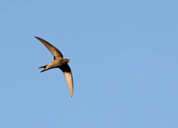 Swift numbers are dwindling in Hampshire. Picture: Doug M Dodds