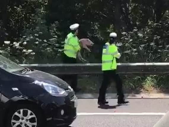 Police catch runaway pig on M27. Picture: Edward Chalu