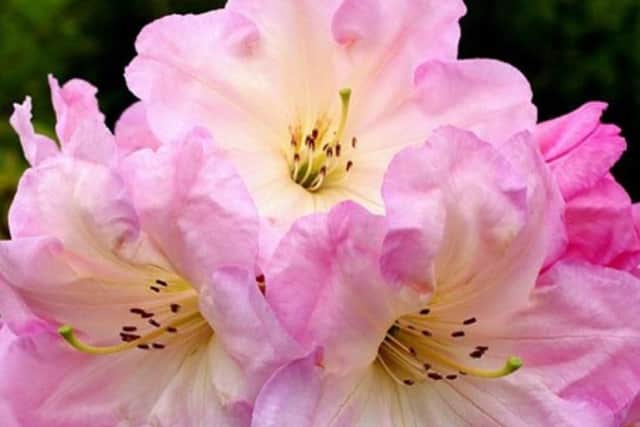 Rhododendron Naomi