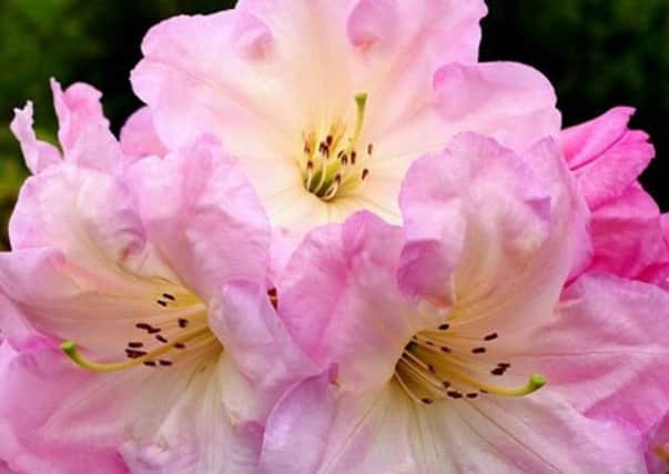 Rhododendron Naomi