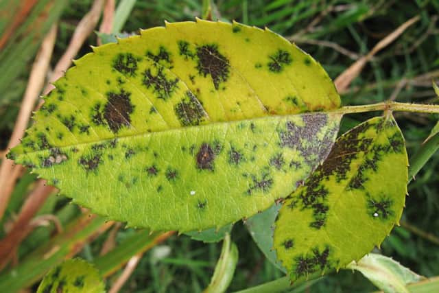The dreaded blackspot on roses is back with a vengeance