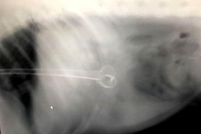 The X-ray of Howie's stomach after he swallowed a skewer
