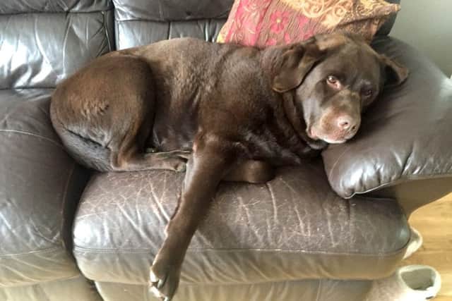 Howie the chocolate labrador