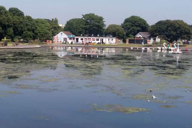 Algae in Canoe Lake