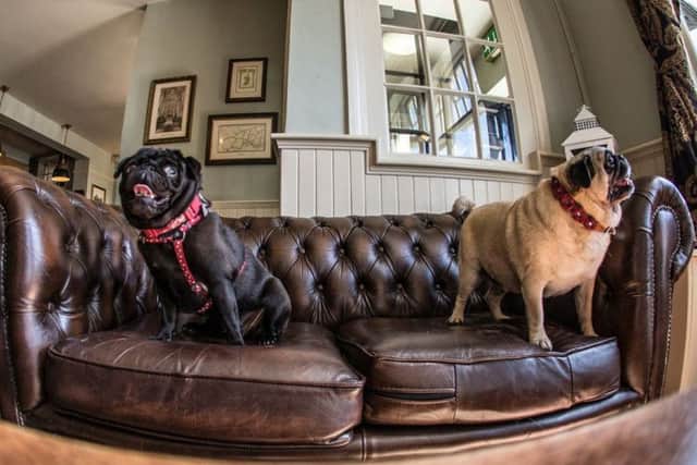 The Pop Up Pug Pub will give Hampshire pugs and their owners the chance toget together