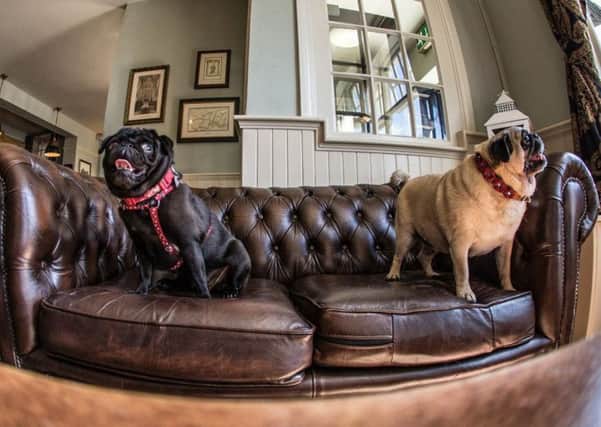 The Pop Up Pug Pub will give Hampshire pugs and their owners the chance toget together