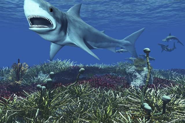 A great white shark