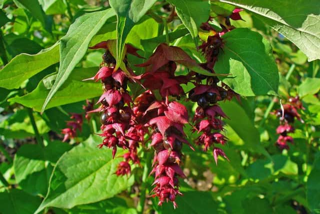 A healthy leycesteria