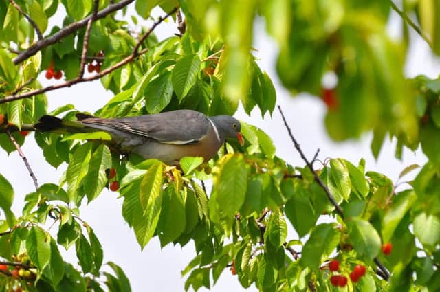 A Waterlooville pigeon enjoying some of Brian's cherries
