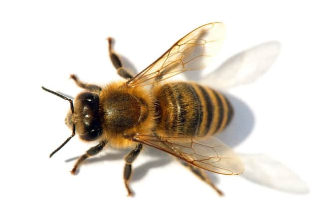 A honeybee