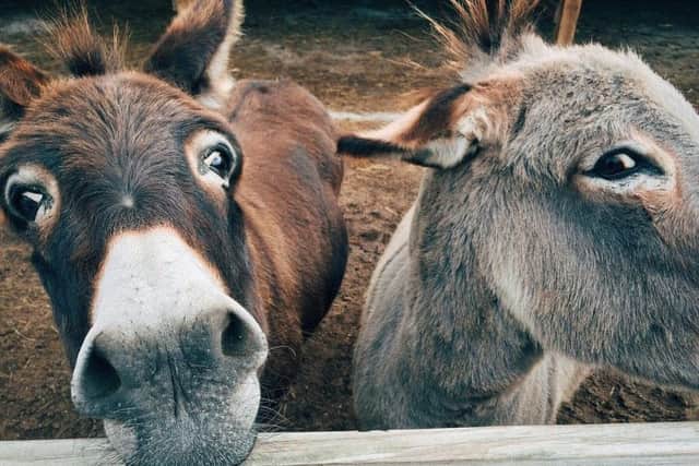 A Moroccan market seller offered Cheryls mum two donkeys in exchange for her daughter