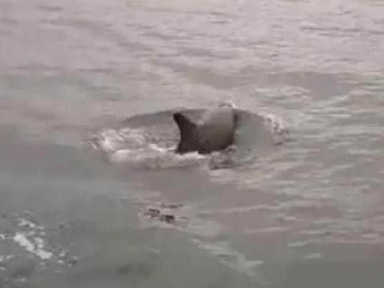 The dolphin in Portsmouth Harbour