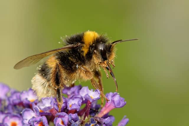 Bumblebee

Picture: Shutterstock
