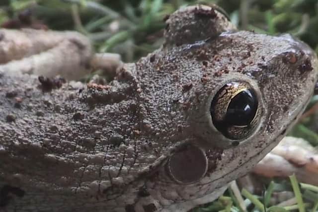 The Cuban Tree Frog