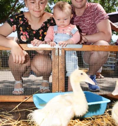 Jordan Walden and Brandon Liverton with one-year-old Danielle, looking at some ducklings at Fratton Community Centre's Big Lunch. Photo by Habibur Rahman (170618)