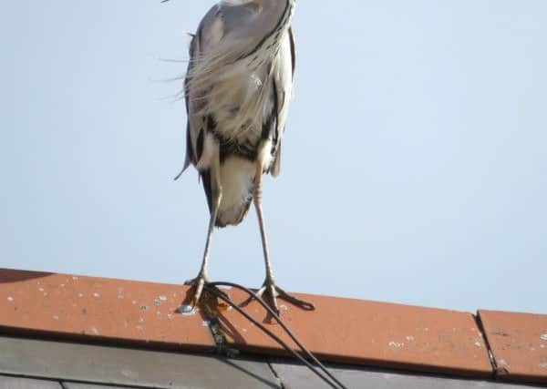 Tony Roberston - A heron hiding from seagulls