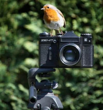 Ray Smith - Robin on camera