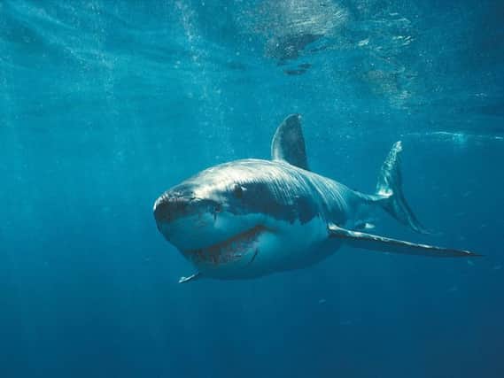 Reports of a great white shark are unfounded, says Shark Trust