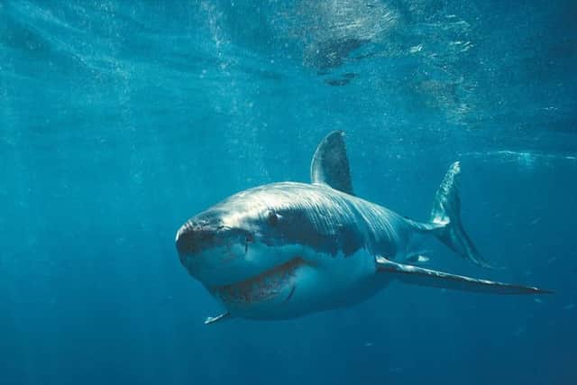 Reports of a great white shark are unfounded, says Shark Trust