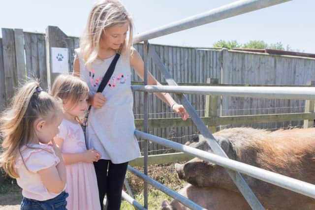 Lexi, 10, Elsie ,three, and Olivia Hansen, two with some of the other residents at the Ark
Picture: Keith Woodland