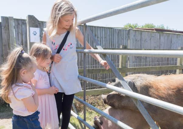 Lexi, 10, Elsie ,three, and Olivia Hansen, two with some of the other residents at the Ark
Picture: Keith Woodland