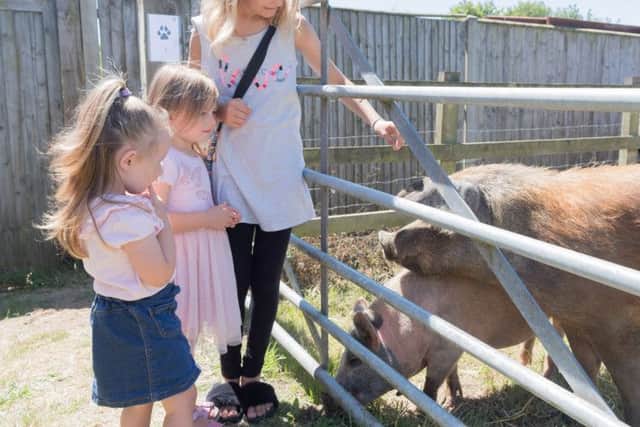 Lexi, 10, Elsie, three, and Olivia Hansen, two, with some of the Ark's residents