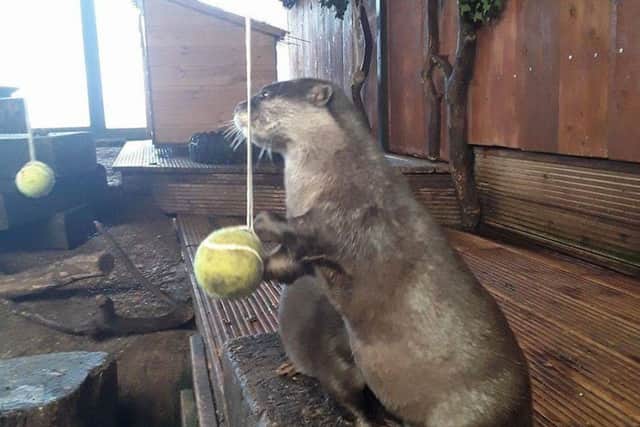 Patty the otter digs for treats in the tennis ball. Picture: Blue Reef Aquarium