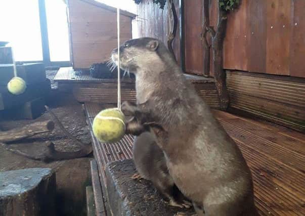 Patty the otter digs for treats in the tennis ball. Picture: Blue Reef Aquarium