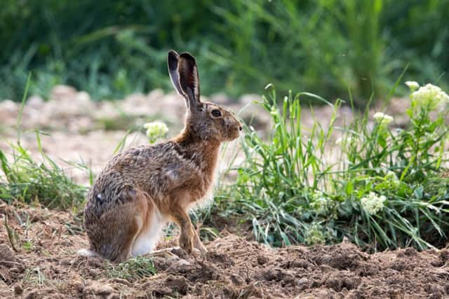 You might be lucky enough to see a hare from the car