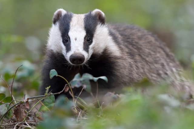 How many of these do we see dead at the roadside?