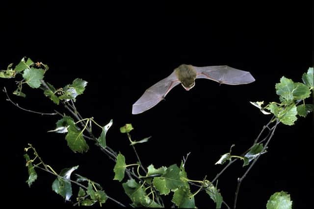 A pipistrelle bat